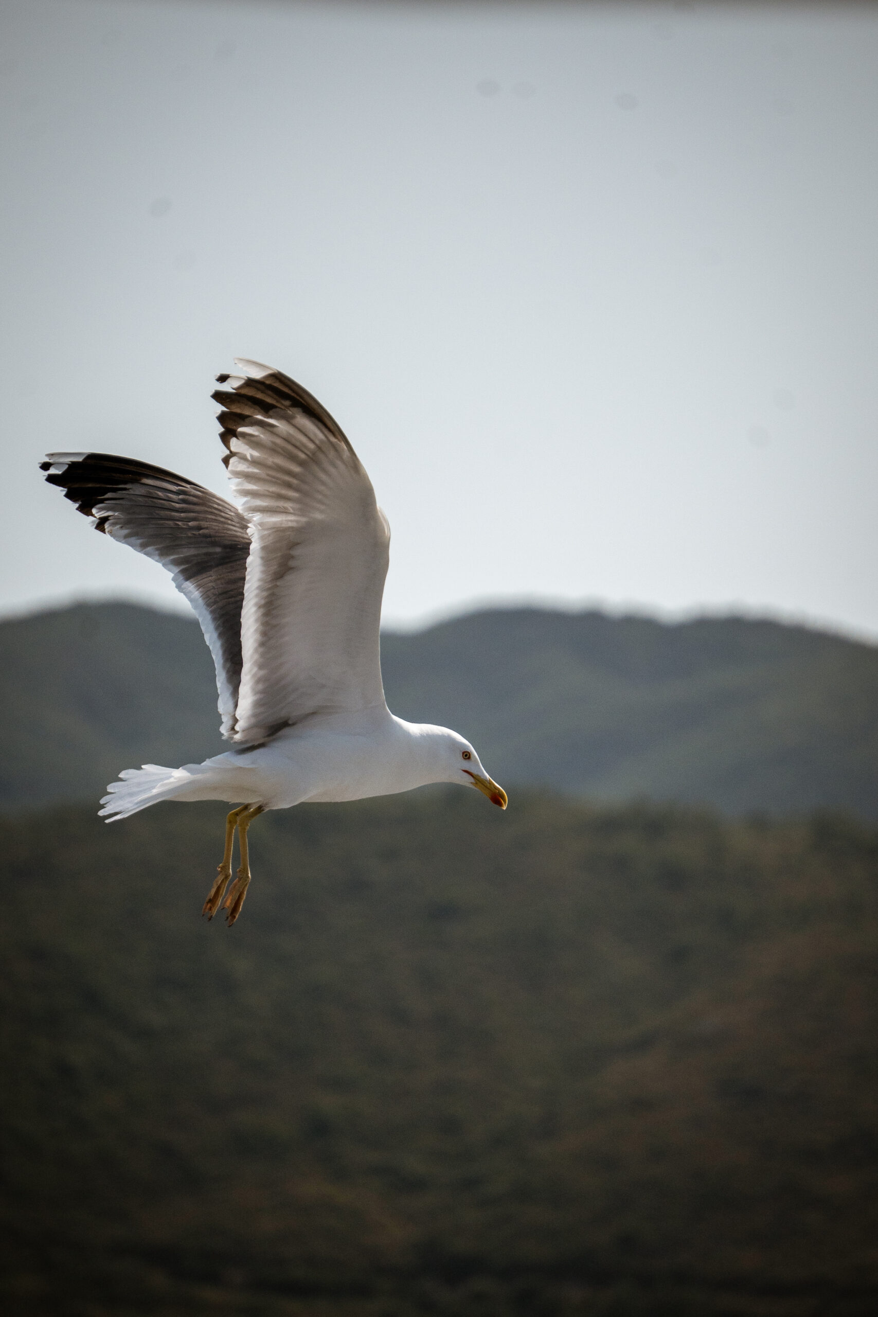 The Hungry Pilgrim of the Sky