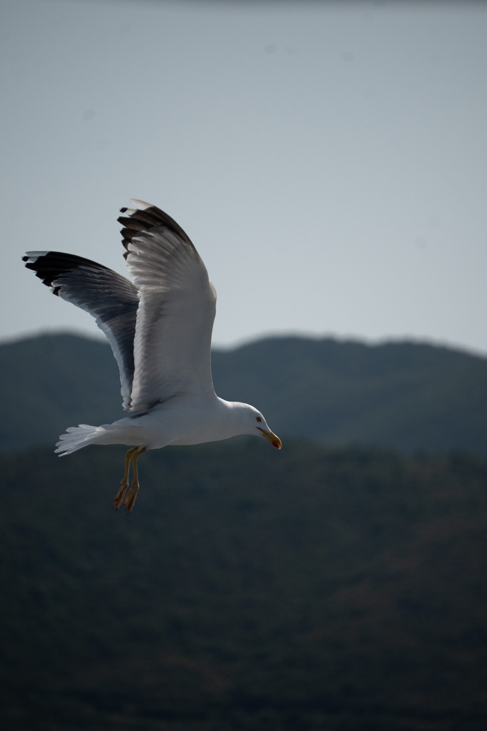 wildlife photography Sony A7IV Meliadis